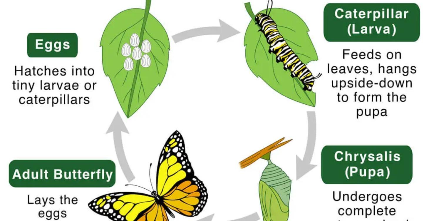 What goes on inside a butterfly cocoon