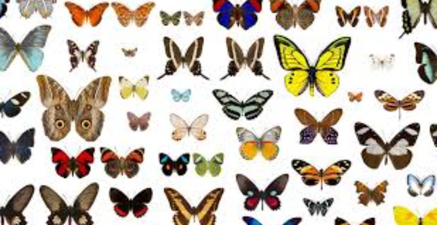 Why are there so many different types?