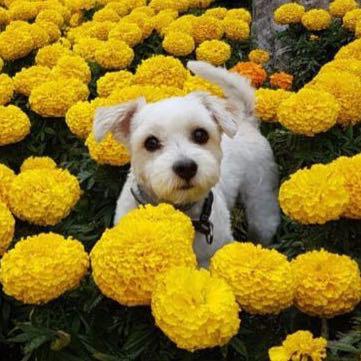 Manuel alejandro Magadan Llano