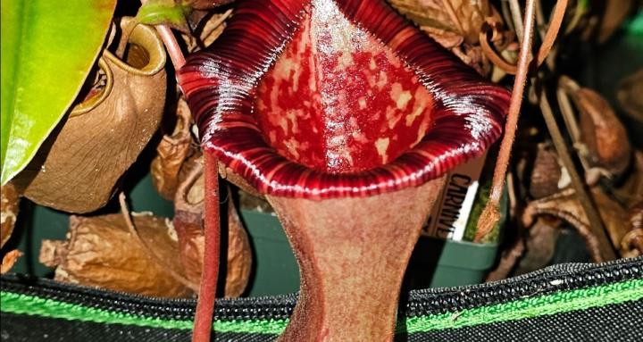 Rants About Carnivorous Plants