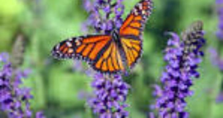 NMS Consulting Services, LLC