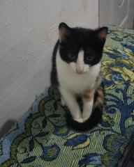 Cristian felix Reyes hernandez