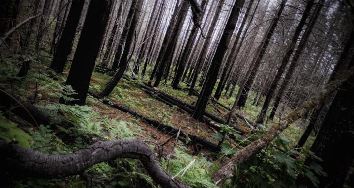 Spark Alliance Coaching