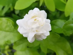 Vinothini B