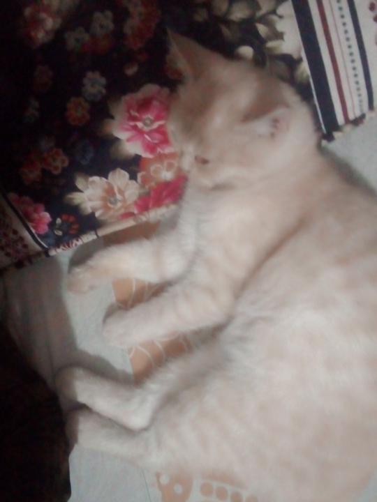 Bilal Nawab