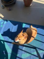 Luna LaBelle
