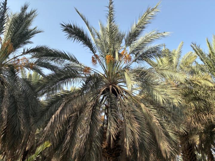 Hadia Paryani