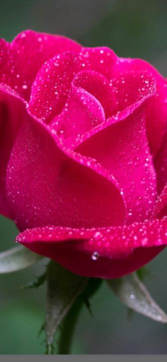 Rose Saddler