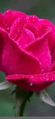 Rose Saddler