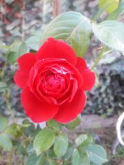 Heavenly Rose