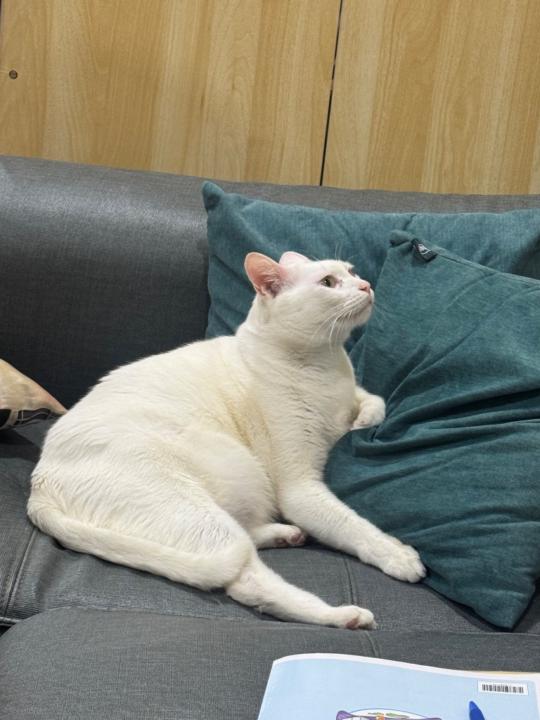 沈 欣怡