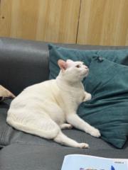 沈 欣怡