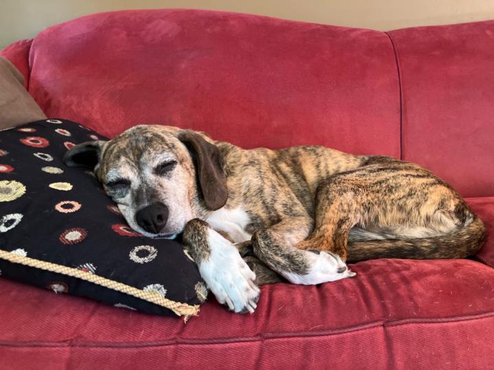 Kelly-Anne Vander Meer