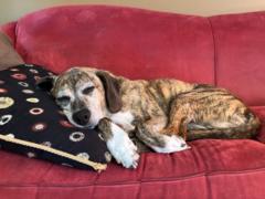 Kelly-Anne Vander Meer