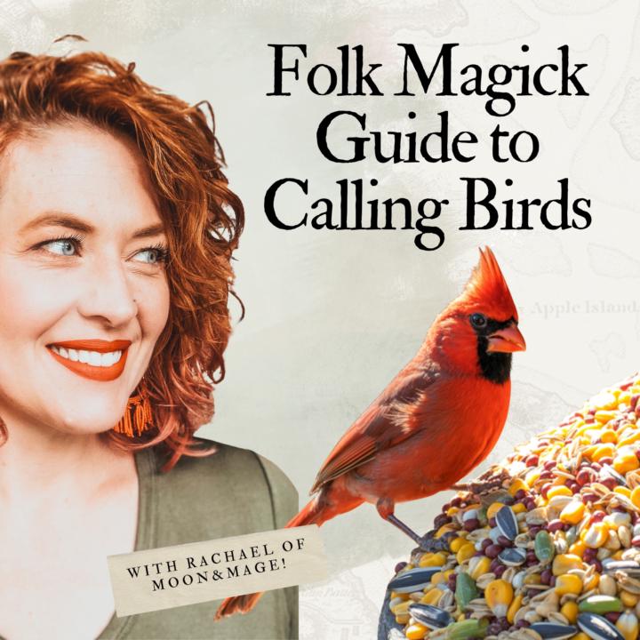 Do you like birds? Wanna start backyard birding? 🦉🦅🐦‍⬛