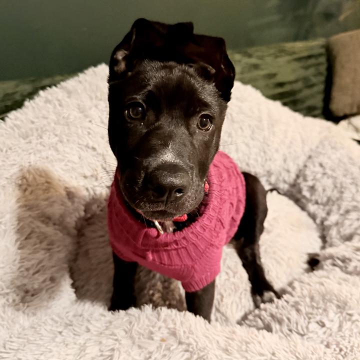 Are you living with a sensitive dog?