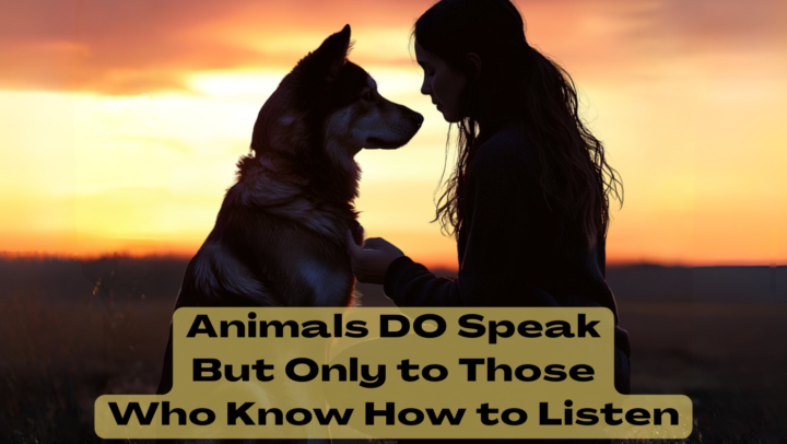 #MyClassifiedsHeadline - Animal Connection