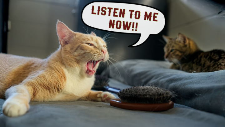 #AskMeAnythingSaturday - Connecting with your Animals 🐶✨🐈