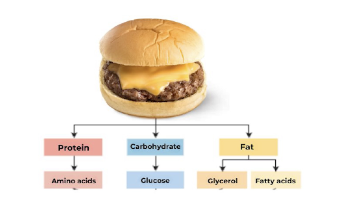 Is A Burger Bad?