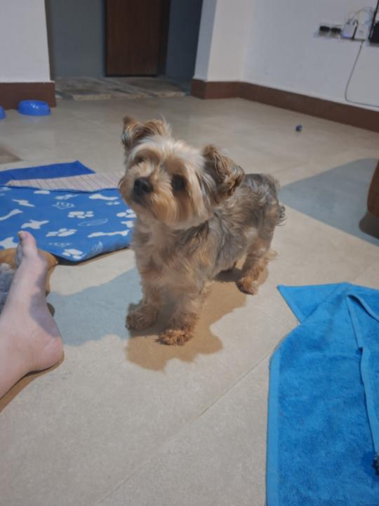 I was watching my dog earlier and had one of those “wait a second…” moments 🐶