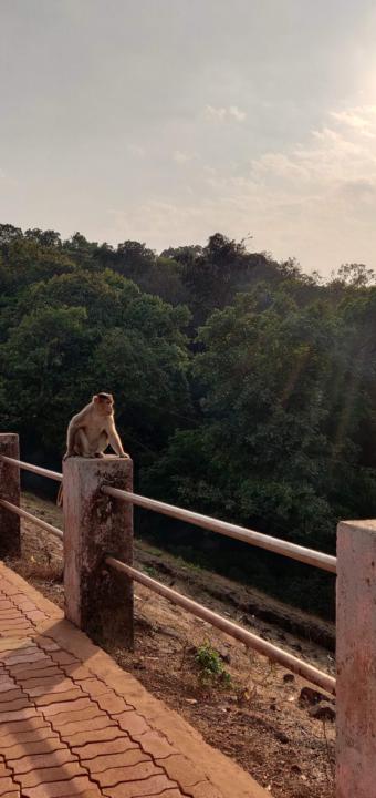 The Monkey Almost Took It Away