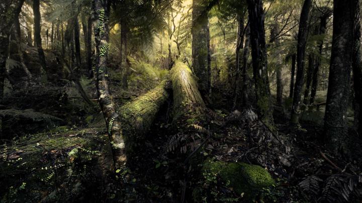 🌿 What Does The Forest Bring Alive In You? 🌿