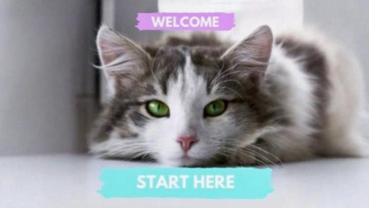 Things every cat guardian is shocked to learn…