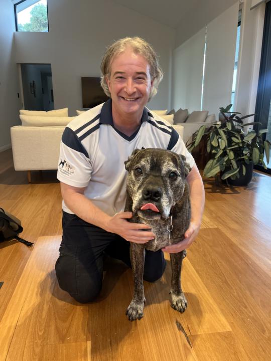 How We Help Dogs Over 7 Years Of Age?