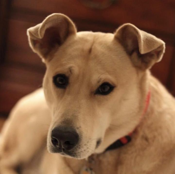 Today is National Pet Day 🤩
