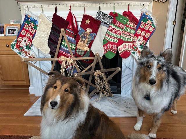 Pets as Dependents??