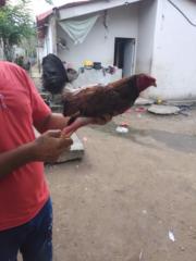 Julio Benito Mendoza finol