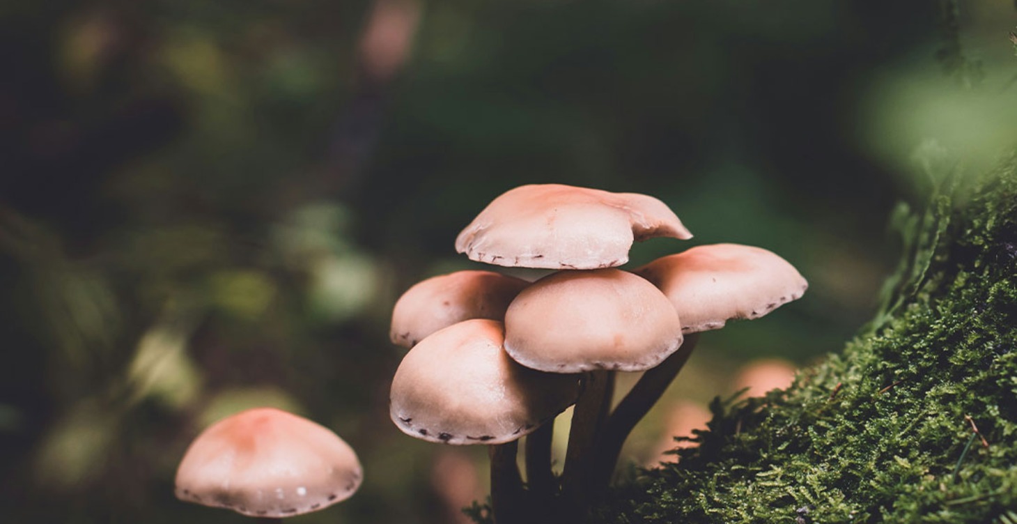 What is Microdosing?