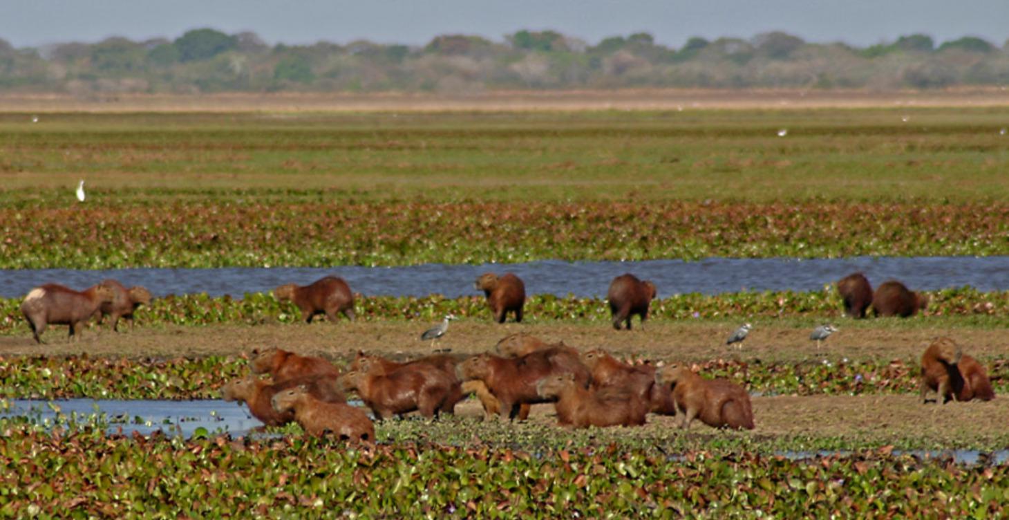 Español con Cecilia