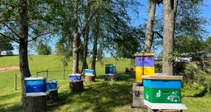 Beekeeping for Beginners