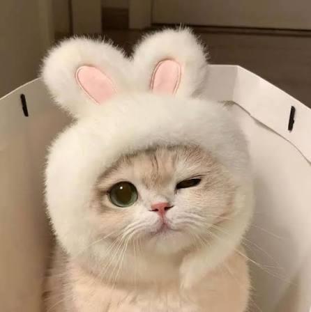 Цэцэг Цэцэг