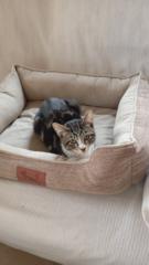 Adriana Najas navarrete