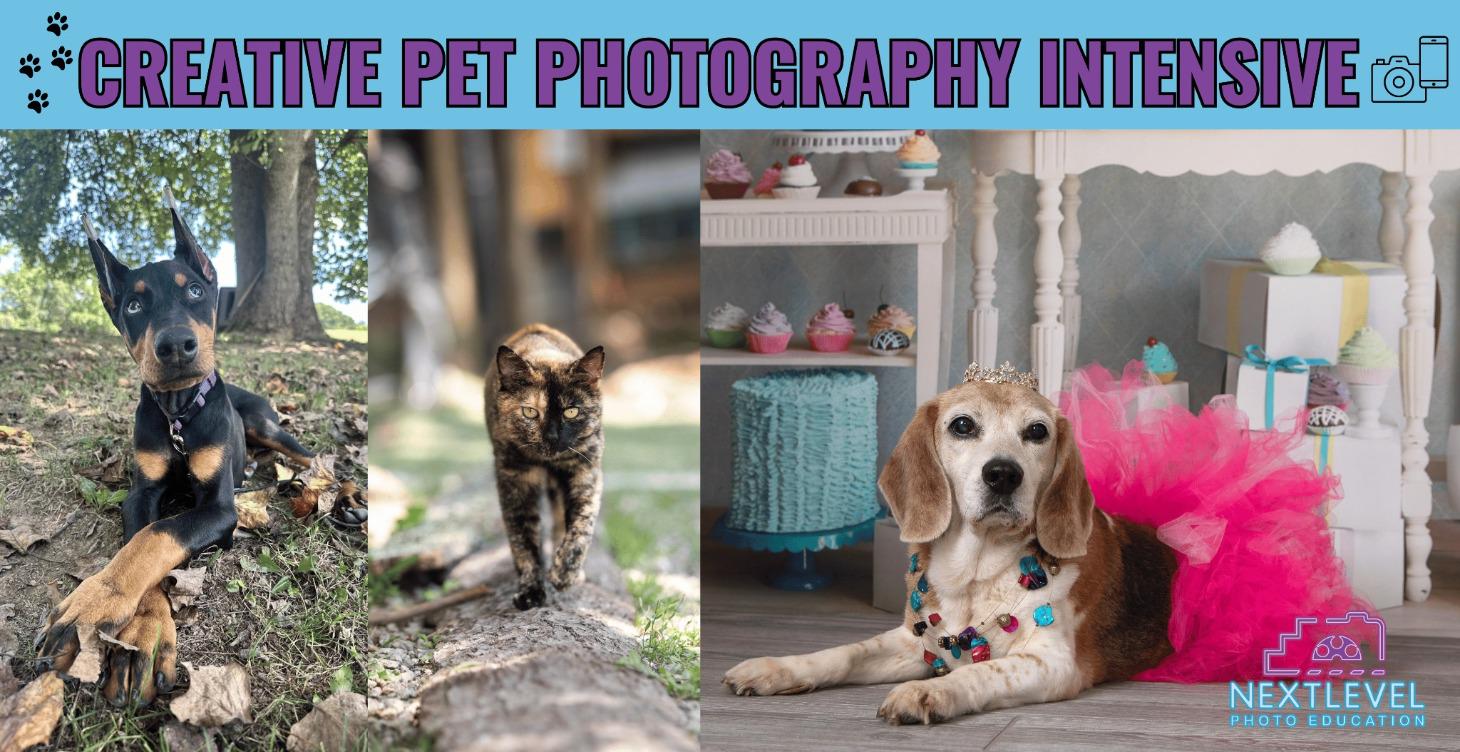 Creative Pet Photo Intensive: Phones & Cameras