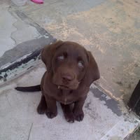 Emily Drotar