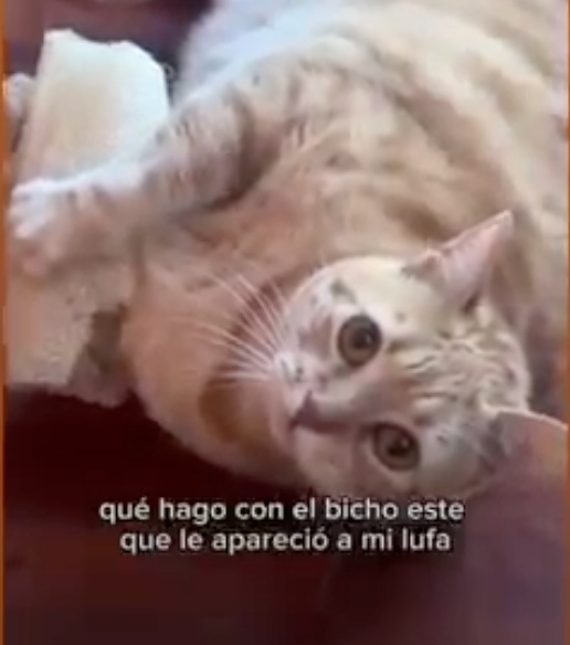 Usar y reusar Apellido