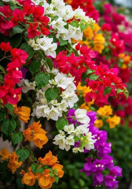 كريكو محمد أمين