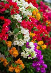 كريكو محمد أمين