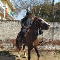 Talha Mujahid