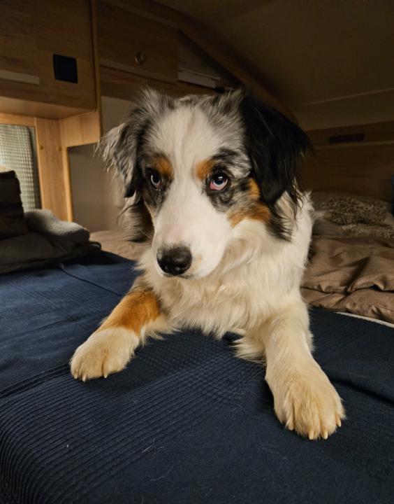 Susanne Quittschalle