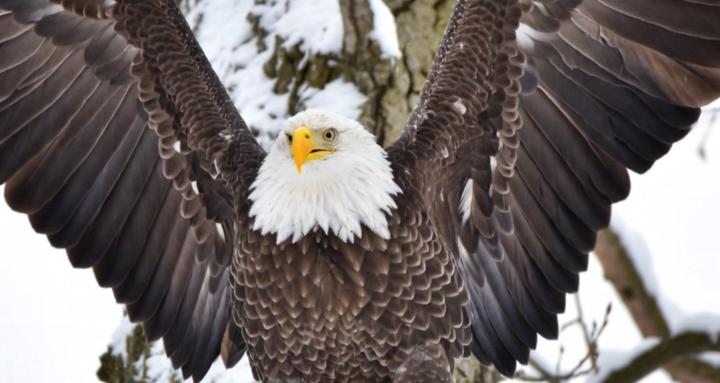 Eagle Rise
