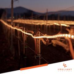 Frolight Frolight