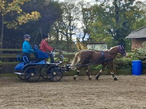 Welcome to Carriage Driving Community 