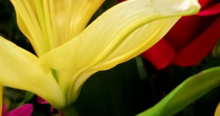 DrKathryneAANNeMinistries(IAM)