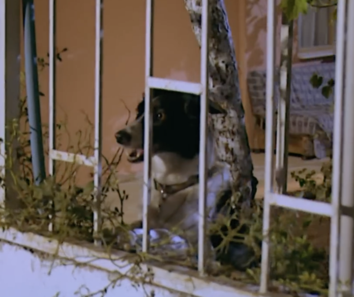 Ben oynayamadım ama köpeğim oynadı... 😀