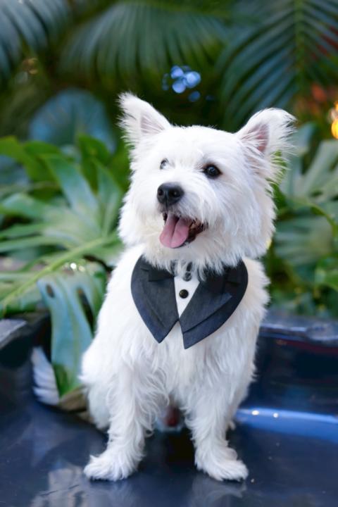 Snow Nakornvichaikul