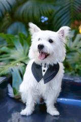 Snow Nakornvichaikul